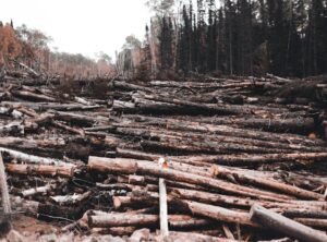 logging in 10000 in the future chapter 1